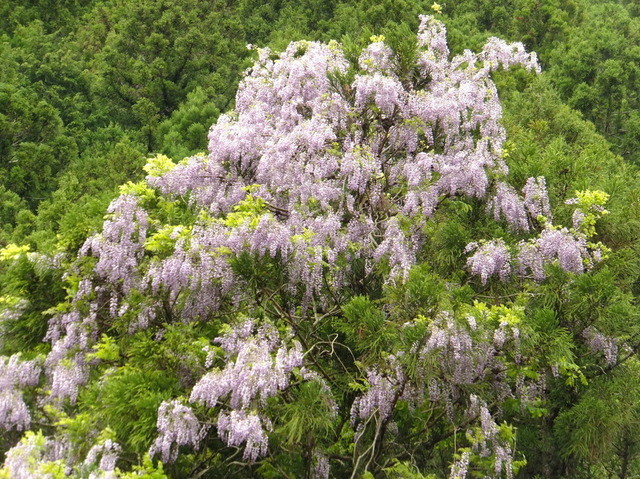 Gorogoro Chaya photo 4