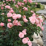 吾一 - 早くつきすぎたので徒歩10分の靭公園のバラ園へ。