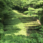 滝口わさび園 - 