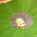 神保町 傳 - かえるさんのたまご！！