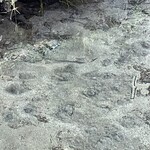 手打そば優心 - 阿蘇の地層からコンコンと水が湧き出ています