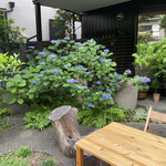 カフェ ノースライト - 5月末、お庭の紫陽花が綺麗