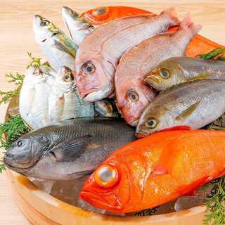 【낚시 생선・희소한 생선】특이한 낚시 생선이나 희소한 생선!