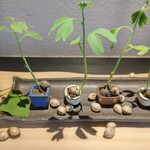 御料理 良所 - ぎんなん成長してるw⁠(⁠°⁠ｏ⁠°⁠)⁠w