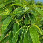 モンブランスタイル - 