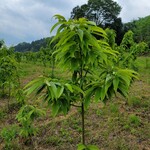 モンブランスタイル - 