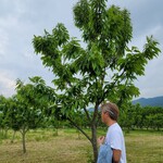 モンブランスタイル - 