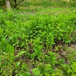 モンブランスタイル - 