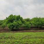 モンブランスタイル - 