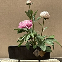 日本料理 華喜 はなき - 