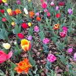 ブラフベーカリー - 横浜公園の綺麗な花