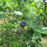 ふるさとキッチン DONどん - 