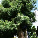 創作茶屋 まきの木 - 樹齢６００年のまきの木2009.11