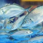 淡路島 海王市場 - 「いけす」で泳ぐ、新鮮な魚や淡路島産の魚介をその場で