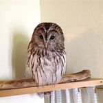 Pension Olive - 此方のマスコット　ふくろうの「ふぅちゃん」！とても慣れています！