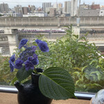 カフェ ノースライト - お庭の紫陽花を飾って