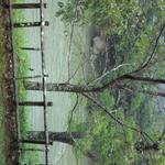 地鶏焼 ふかせ - 店内から肱川の景色　近景