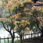 地鶏焼 ふかせ - 店内から肱川の景色　近景