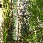 地鶏焼 ふかせ - 店内から