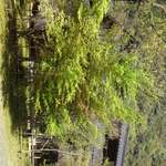 地鶏焼 ふかせ - 入り口の左端のほう