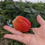 いちごハウス たかはし - 