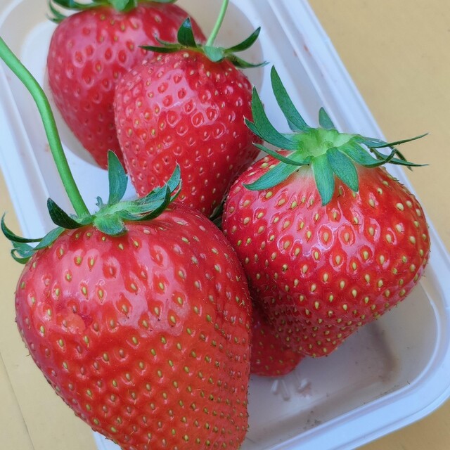 いちごハウス たかはし - 小山田（その他）の写真