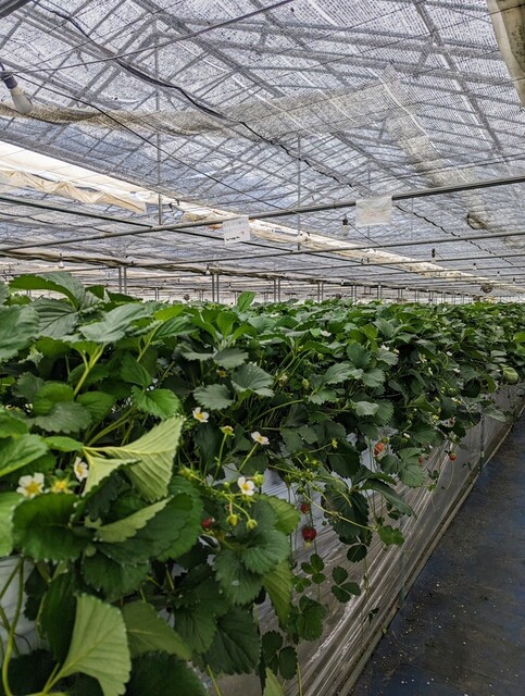 いちごハウス たかはし - 小山田（その他）の写真