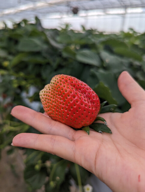 いちごハウス たかはし - 小山田（その他）の写真