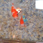 そば処 緑寿庵 - 