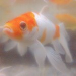 そば処 緑寿庵 - ずいぶん久しぶりじゃないか…そば食べれなくて残念だったな！って言ってる気がしました！