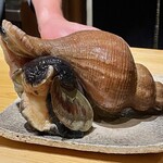 鮨処 池上 - 巨大赤つぶ貝