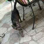 モンピジョン - 