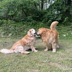 モンピジョン - 