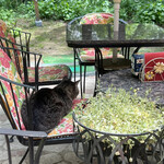 モンピジョン - 