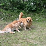 モンピジョン - 