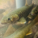 郷土料理ともん - ともん　byまみこまみこ