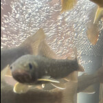 郷土料理ともん - 目が合います沢山の目がこちらをみています　byまみこまみこ