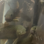 郷土料理ともん - ともん　byまみこまみこ