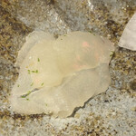 馳走 啐啄一十  - 