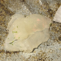 馳走 啐啄一十  - 