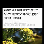 郷土料理ともん - ハンゴウソウ　byまみこまみこ