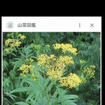 郷土料理ともん - 反魂草　キク科　生命力を感じました　byまみこまみこ
      