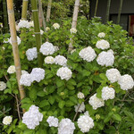 鎌倉 北じま - お店の前にも紫陽花の花が咲いています♪