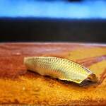 鮨 難波 - コハダ。 季節柄、少し身ののりがよくないかな。