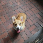 オーベルジュ 漣 - マスコット犬のカレン（コーギー♀　8ヶ月）