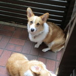 オーベルジュ 漣 - マスコット犬のレン（コーギー♂　2才）