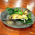 蛍 - 最上位だけあって見事な姿の鮎でした。「美味い！！」(o^^o)