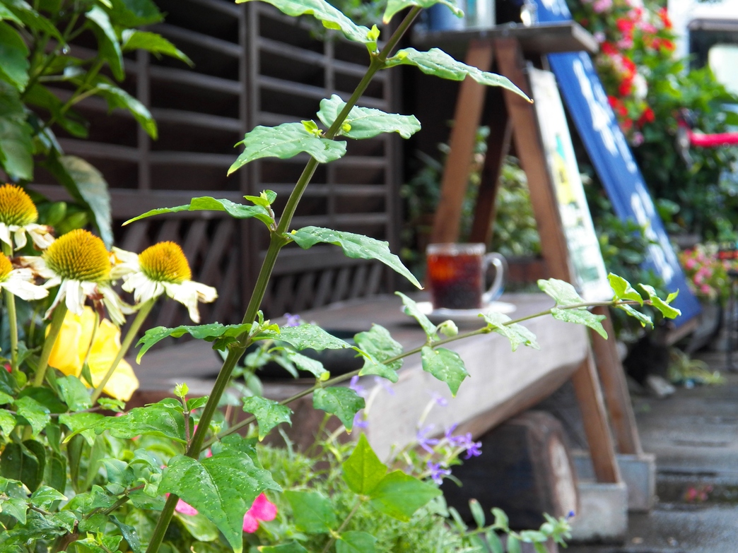 油画茶屋 name=