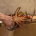 銀座 しのはら - 活き伊勢海老準備中