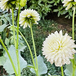 上野精養軒 本店レストラン - 